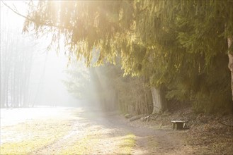 The lower section of the Schullwitzbach valley in Dittersbach is called the Lieblingstal. The