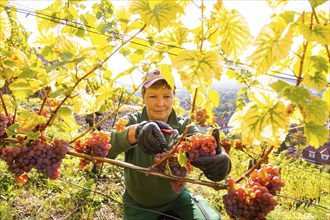 Saxon State Winery Schloss Wackerbarth invites the press to the grape grape harvest in the Goldener