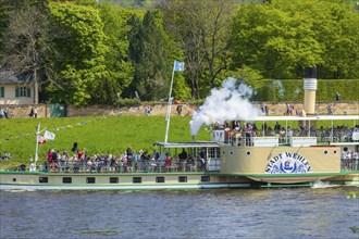 Steamship parade of historic paddle steamers in front of Pillnitz Palace