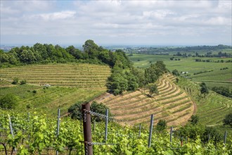 View over vineyards, Kastanienbusch vineyard, Birkweiler, German or Southern Wine Route, Southern