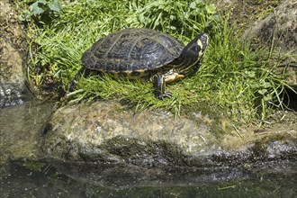 Yellow-bellied slider (Trachemys scripta scripta), land and water turtle native to the southeastern