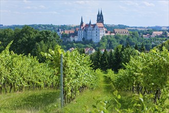 View of Meissen from the Proschwitz Winery