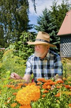 Obercunnersdorf in Upper Lusatia, gardener in the home garden
