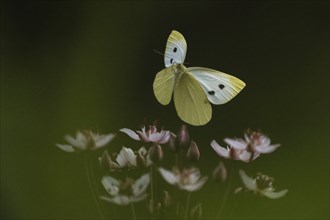 Small white (Pieris rapae) approaching flowering rush (Butomus umbellatus), Hesse, Germany, Europe