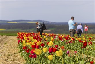 Flowering tulip fields to pick yourself