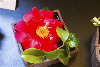 Zuschendorf Country Castle Camellia Show