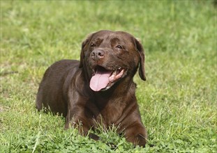 Labrador Retriever (Canis lupus familaris), female, 13 years, lying on the meadow, North