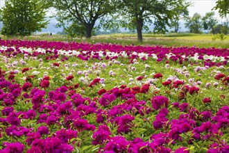 Peony fields near Pirna