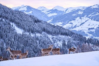 Red deer (Cervus elaphus) hinds pack on a snowy meadow in the mountains in tirol at sunset,