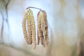 Common hazel (Corylus avellana) mal catkins, detail, Upper Palatinate, Bavaria, Germany, Europe