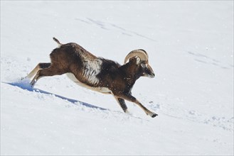 European mouflon (Ovis aries musimon) ram on a snowy meadow in the mountains in tirol, Kitzbühel,