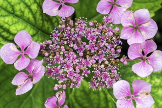 Hydrangea serrata, flower, pink, Baden-Württemberg, Germany, Europe