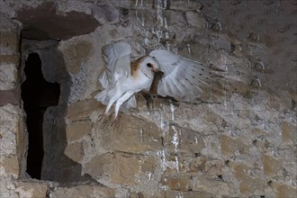 Common barn owl (Tyto alba) with captured mouse, Bitburg, Rhineland-Palatinate, Germany, Europe