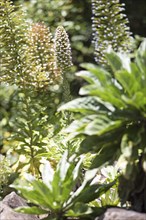 Viper's-bugloss (Echium) in the Botanical Garden Jardin Canario Visitas, Las Palmas, Las Palmas