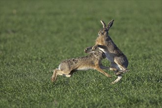 European Brown Hares (Lepus europaeus) boxing, fighting in field during the breeding season,