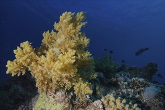 Broccoli tree (Litophyton arboreum), Fury Shoals reef dive site, Red Sea, Egypt, Africa