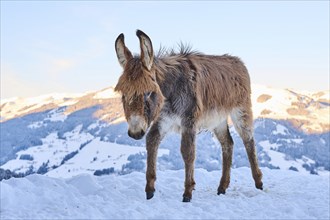 Domestic donkey (Equus asinus asinus) on a snowy meadow in the mountains in tirol at sunrise,