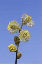 Goat willow, pussy willow (Salix caprea), great sallow close up of flowering yellow male catkins in