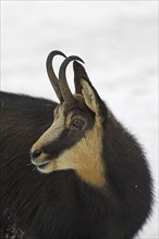 Chamois (Rupicapra rupicapra) close up of buck in the snow in winter, Gran Paradiso National Park,