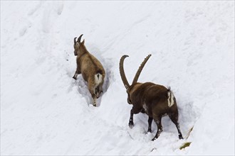 Alpine ibex (Capra ibex) male following female in heat in the snow in winter during the rutting