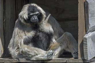 Captive pileated gibbon (Hylobates pileatus) female in zoo, zoological garden, endangered primate