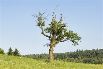 Old cherry tree in summer meadow, forest, Baden-Württemberg, Germany, Europe