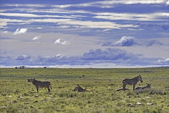 Cape mountain zebras (Equus zebra zebra) in the Mountain Zebra National Park, Eastern Cape, South