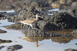 Common greenshank (Tringa nebularia), Agaete seawater pool, Las Palmas province, Gran Canaria,