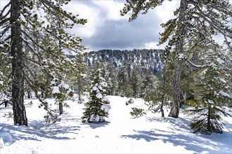 Snowy landscape in the Troodos Mountains in Trodoos, Cyprus, Europe