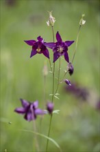 European columbine (Aquilegia vulgaris) in Berchtesgaden National Park, Bavaria, Germany, Europe