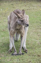 Kangaroo (macropods), Lone Pine sanctuary, Brisbane, Queensland, Australia, Oceania