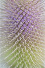 Wild teasel (Dipsacus fullonum), inflorescence in front of flowering, close-up, North