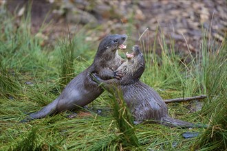 European otter (Lutra lutra), two animals fighting on the bank, captive, Germany, Europe