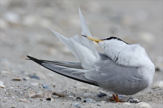 Little Tern (Sternula albifrons), grooming its feathers on the beach, Lower Saxony Wadden Sea