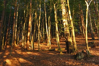 Deciduous forest on a glacial terminal moraine in the evening light, Müritz National Park,