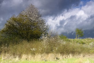 Hawthorn and wild fruit tree in bloom in spring, Flusslandschaft Peenetal nature park Park,