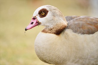 Egyptian goose (Alopochen aegyptiaca), portrait, detail, Bavaria, Germany Europe