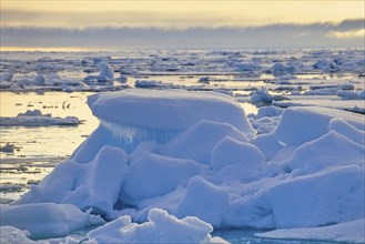 Arctic ice floes in the glow of the midnight sun, Svalbard, Norway, Europe