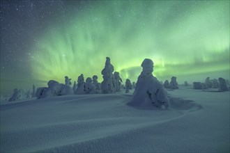 Northern Lights over Snowed-in Trees, Winter Landscape, Riisitunturi National Park, Posio, Lapland,