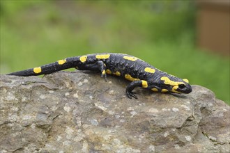 Fire salamander (Salamandra salamandra), running over a stone, Wildlife, North Rhine-Westphalia,