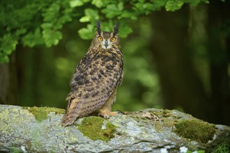 Eurasian eagle-owl (Bubo bubo), adult, sitting alertly on rock at the edge of the forest, Bohemian