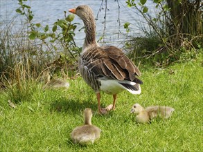 Greylag Goose (Anser anser) with chicks at Lake Vienenburg, Vienenburg, Goslar, Harz, Lower Saxony,