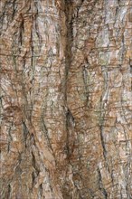 Bark of a sequoia tree (Sequoiadendron giganteum), full-size, Switzerland, Europe