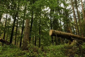 Dead trees in the Hinterhermsdorf area, the bark beetle infestation has continued to increase in