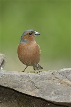 Common chaffinch (Fringilla coelebs), male sitting on a stone, animal portrait, wildlife, North