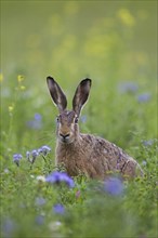 European brown hare (Lepus europaeus) sitting in meadow, grassland among wildflowers in summer