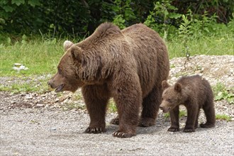 Brown bears at the Transfagara, the Transfogaras High Road in the Fagaras Mountains, also Fogaras