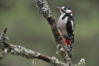 Great Spotted Woodpecker (Dendrocopos major), Greater Spotted Woodpecker male perched on branch