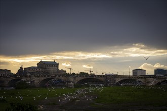 Seagulls on the banks of the Elbe in Neustadt in front of the silhouette with stormy sky