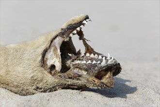 Seal (Phoca vitulina), found dead on the beach, detail of the head of a dead seal, Lower Saxony